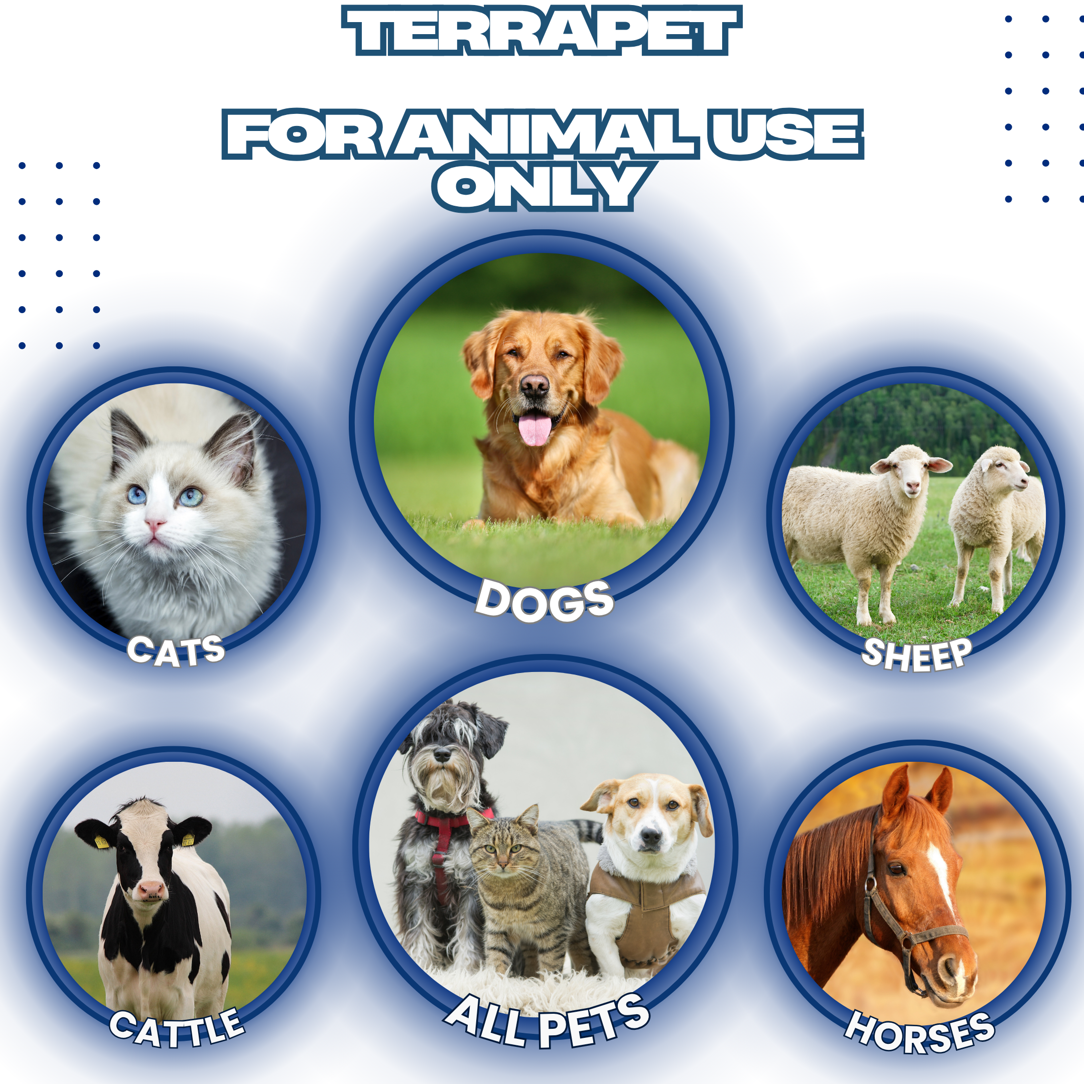 dog eye infection treatment
